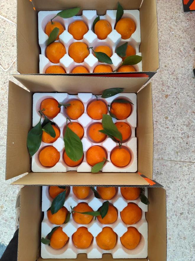 哇！这也太好吃了！大冬天初尝刚下树的涌泉蜜桔鲜味不用等年底春节决定多囤几箱